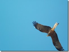 DSCF5193