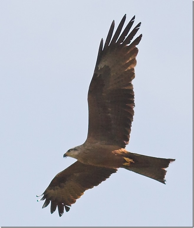black kite