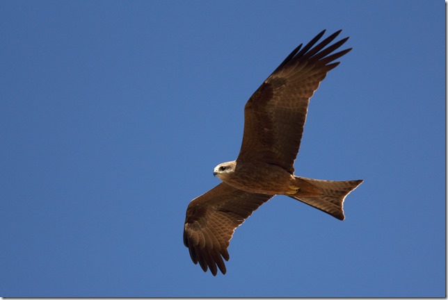 whistling-kite-2