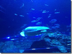 IMG_3529